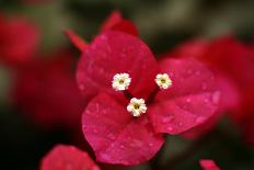 Extreme Close-Up On A Bougainvillea-PaulCowan-Stretched Canvas