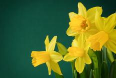 Yellow Daffodils on Green Background-paulgrecaud-Framed Stretched Canvas