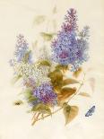 Spray of Lilac-Pauline Gerardin-Stretched Canvas