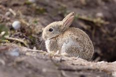 Wild European Rabbits-PaulMaguire-Laminated Photographic Print