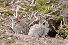 Wild European Rabbits-PaulMaguire-Laminated Photographic Print