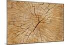 Wood Mount