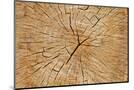 Wood Mount