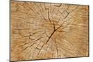 Wood Mount