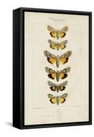 Pauquet Butterflies I-Pauquet-Framed Stretched Canvas