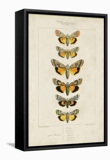 Pauquet Butterflies I-Pauquet-Framed Stretched Canvas