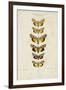 Pauquet Butterflies I-Pauquet-Framed Art Print