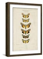 Pauquet Butterflies I-Pauquet-Framed Art Print