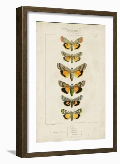 Pauquet Butterflies I-Pauquet-Framed Art Print