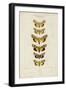 Pauquet Butterflies I-Pauquet-Framed Art Print