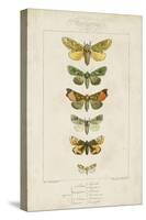 Pauquet Butterflies II-Pauquet-Stretched Canvas