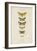 Pauquet Butterflies II-Pauquet-Framed Art Print