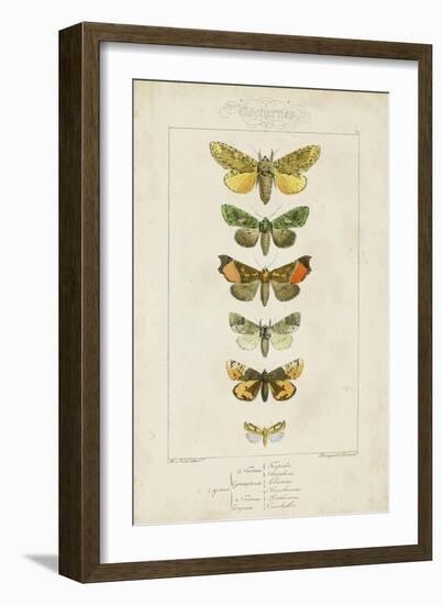 Pauquet Butterflies II-Pauquet-Framed Art Print