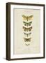 Pauquet Butterflies II-Pauquet-Framed Art Print