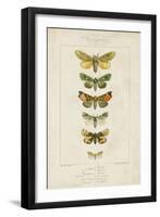 Pauquet Butterflies II-Pauquet-Framed Art Print