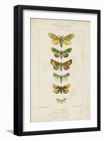 Pauquet Butterflies II-Pauquet-Framed Art Print