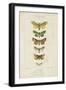 Pauquet Butterflies II-Pauquet-Framed Art Print