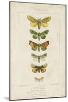 Pauquet Butterflies II-Pauquet-Mounted Art Print