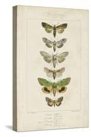 Pauquet Butterflies III-Pauquet-Stretched Canvas