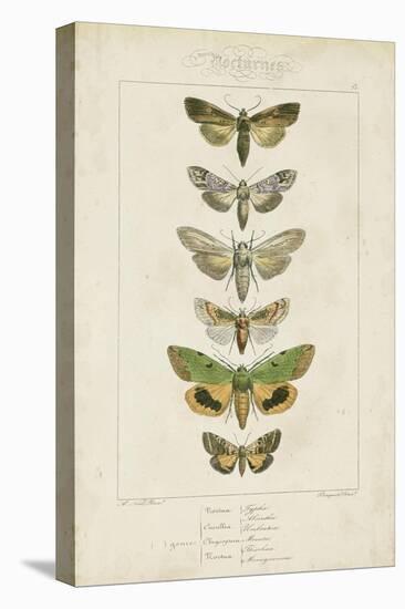 Pauquet Butterflies III-Pauquet-Stretched Canvas