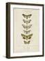 Pauquet Butterflies III-Pauquet-Framed Art Print