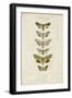 Pauquet Butterflies III-Pauquet-Framed Art Print