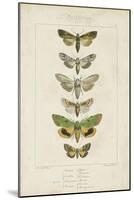 Pauquet Butterflies III-Pauquet-Mounted Art Print