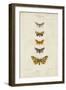 Pauquet Butterflies IV-Pauquet-Framed Art Print