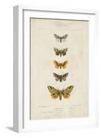 Pauquet Butterflies IV-Pauquet-Framed Art Print