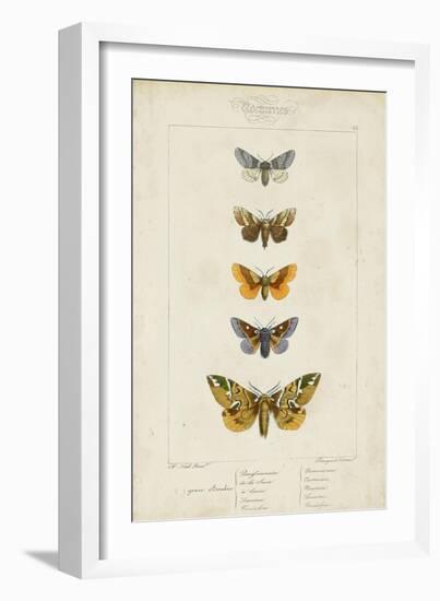 Pauquet Butterflies IV-Pauquet-Framed Art Print