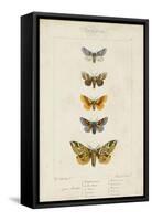 Pauquet Butterflies IV-Pauquet-Framed Stretched Canvas
