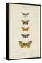 Pauquet Butterflies IV-Pauquet-Framed Stretched Canvas