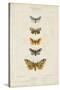 Pauquet Butterflies IV-Pauquet-Stretched Canvas