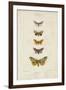 Pauquet Butterflies IV-Pauquet-Framed Art Print