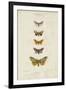 Pauquet Butterflies IV-Pauquet-Framed Art Print