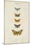 Pauquet Butterflies IV-Pauquet-Mounted Art Print