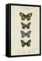 Pauquet Butterflies V-Pauquet-Framed Stretched Canvas