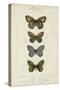 Pauquet Butterflies V-Pauquet-Stretched Canvas