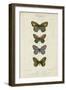 Pauquet Butterflies V-Pauquet-Framed Art Print