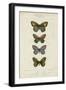 Pauquet Butterflies V-Pauquet-Framed Art Print