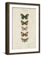 Pauquet Butterflies VI-Pauquet-Framed Art Print