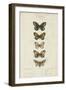 Pauquet Butterflies VI-Pauquet-Framed Art Print