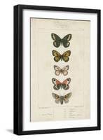 Pauquet Butterflies VI-Pauquet-Framed Art Print