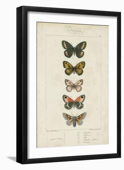 Pauquet Butterflies VI-Pauquet-Framed Art Print