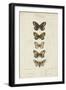 Pauquet Butterflies VI-Pauquet-Framed Art Print