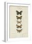 Pauquet Butterflies VI-Pauquet-Framed Art Print