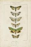 Pauquet Butterflies III-Pauquet-Mounted Art Print