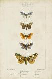 Pauquet Butterflies III-Pauquet-Art Print