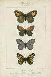 Pauquet Butterflies I-Pauquet-Art Print