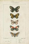 Pauquet Butterflies VI-Pauquet-Framed Art Print